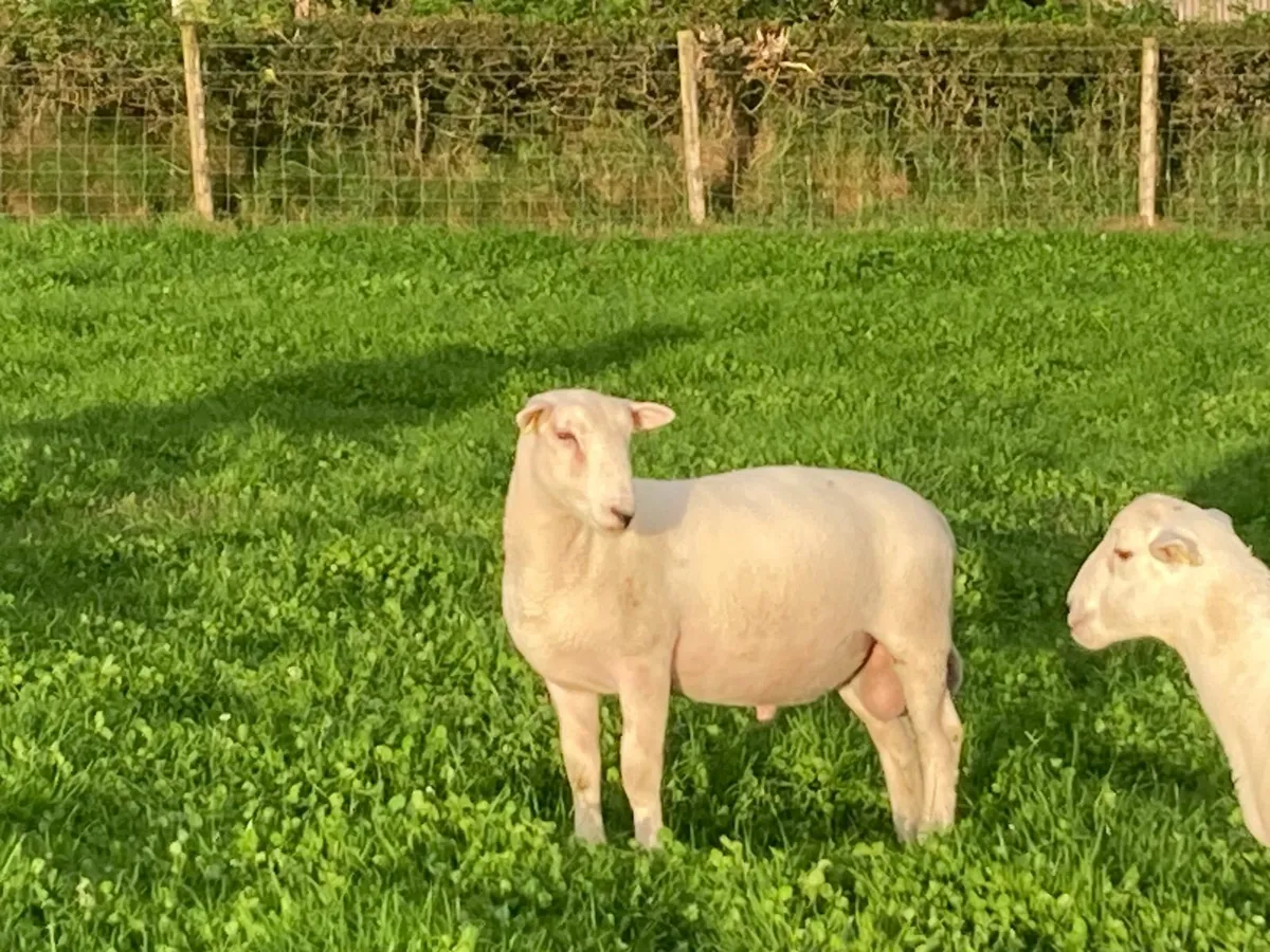 EasyCare Ram Lambs - Image 2
