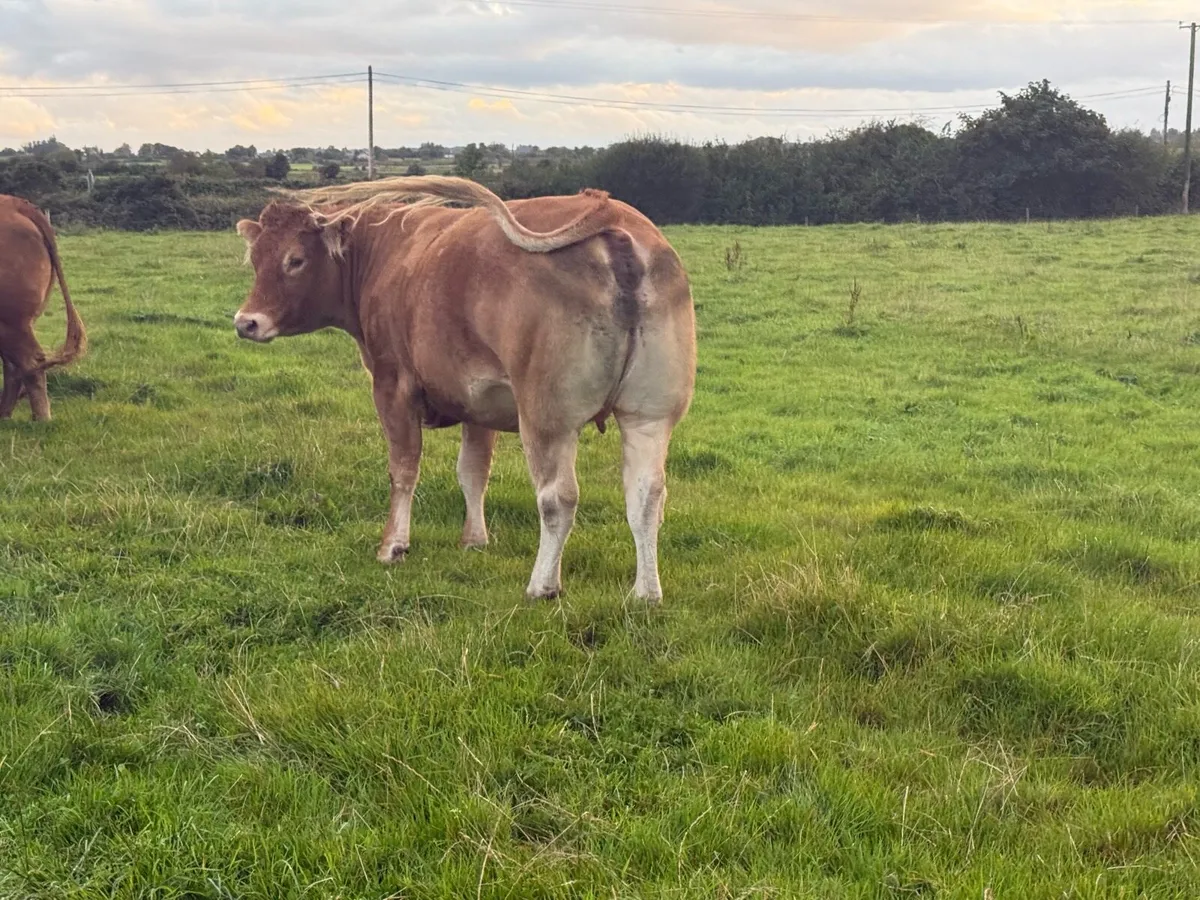 *In calf heifer* Balla mart 30/08 lot number *2614 - Image 1