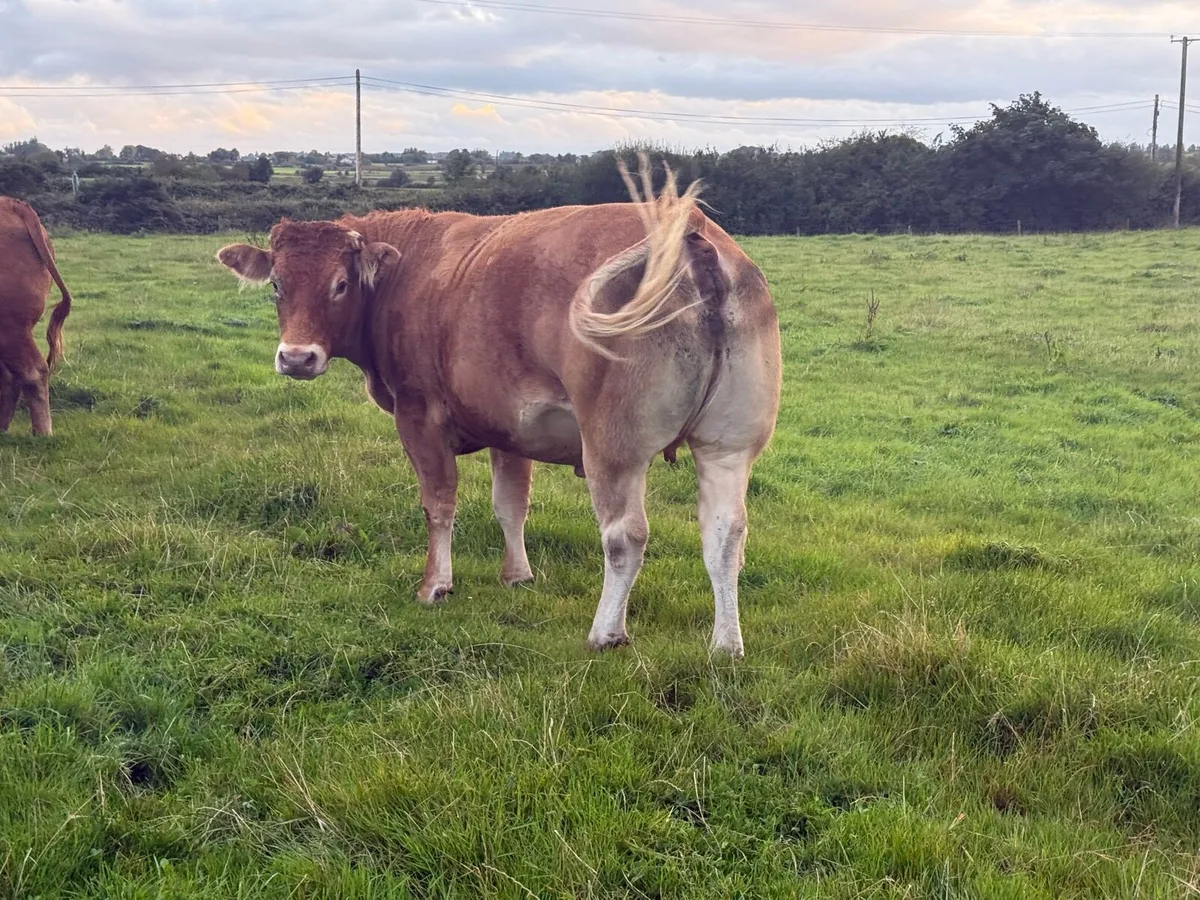 *In calf heifer* Balla mart 30/08 lot number *2614 - Image 2
