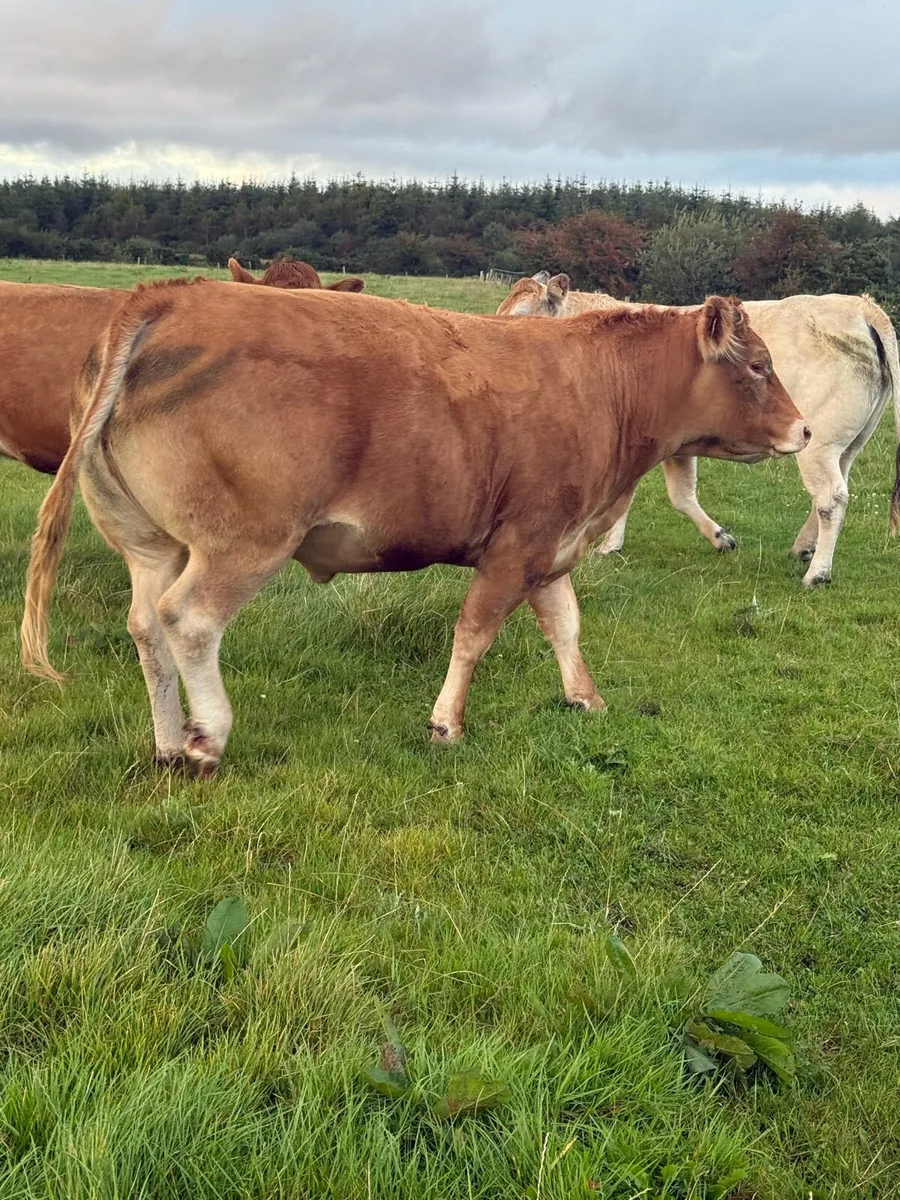 *In calf heifer* Balla mart 30/08 lot number *2614 - Image 3