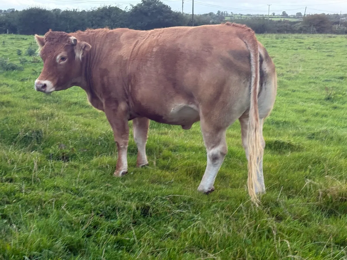 *In calf heifer* Balla mart 30/08 lot number *2614 - Image 4