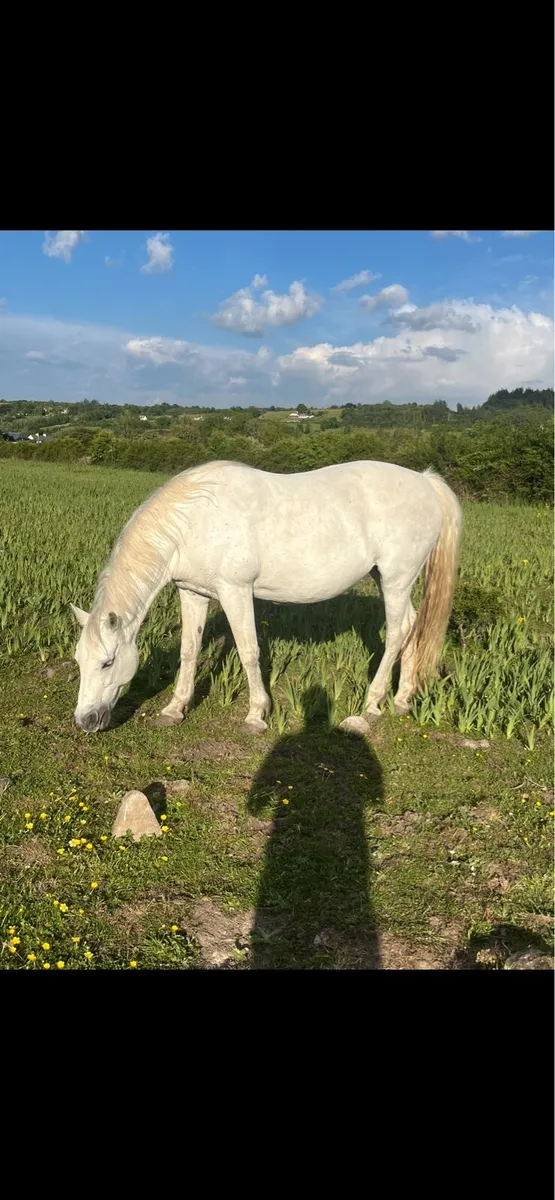 Class 1 Connemara Mare - Image 1