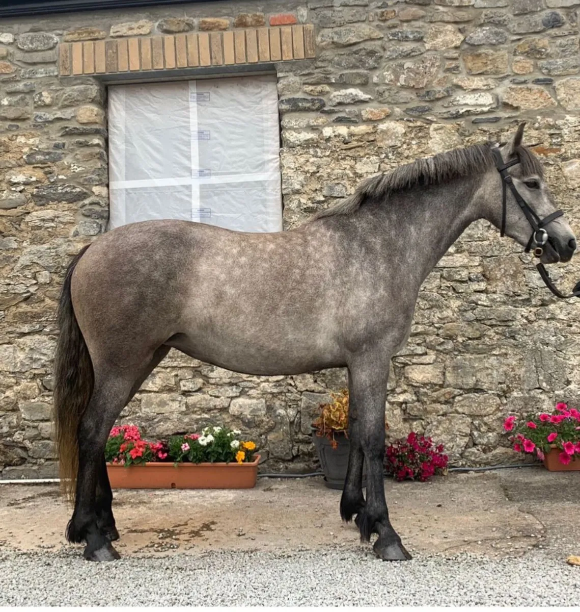 Connemara Filly - Image 1