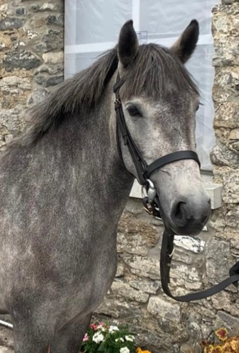 Connemara Filly - Image 2