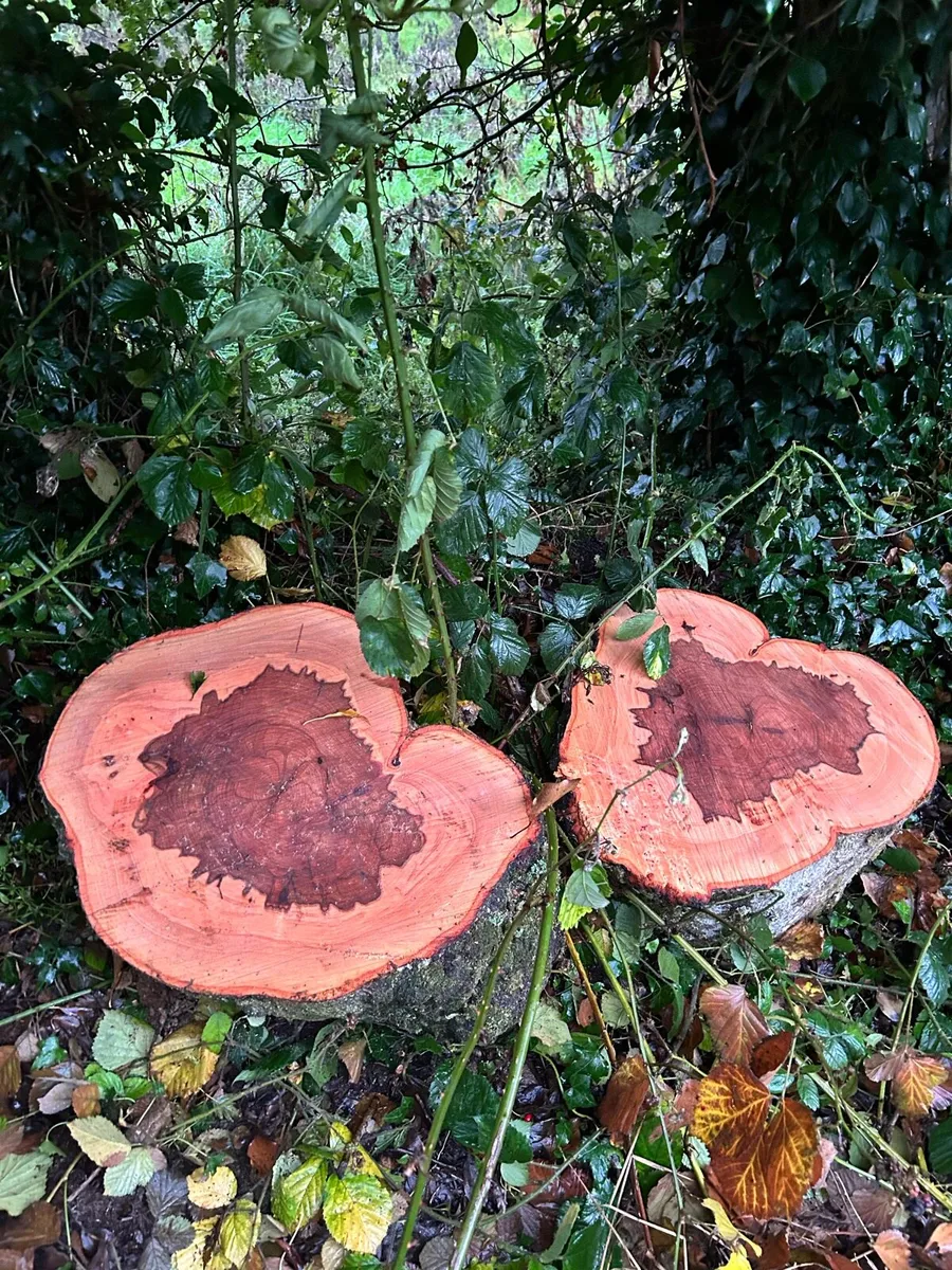 Spalted beech wood turning blanks for sale - Image 1