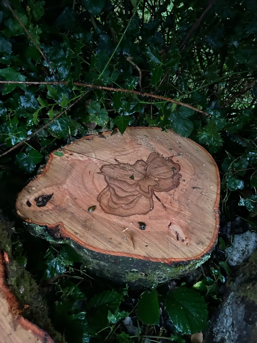 Spalted beech wood turning blanks for sale - Image 3