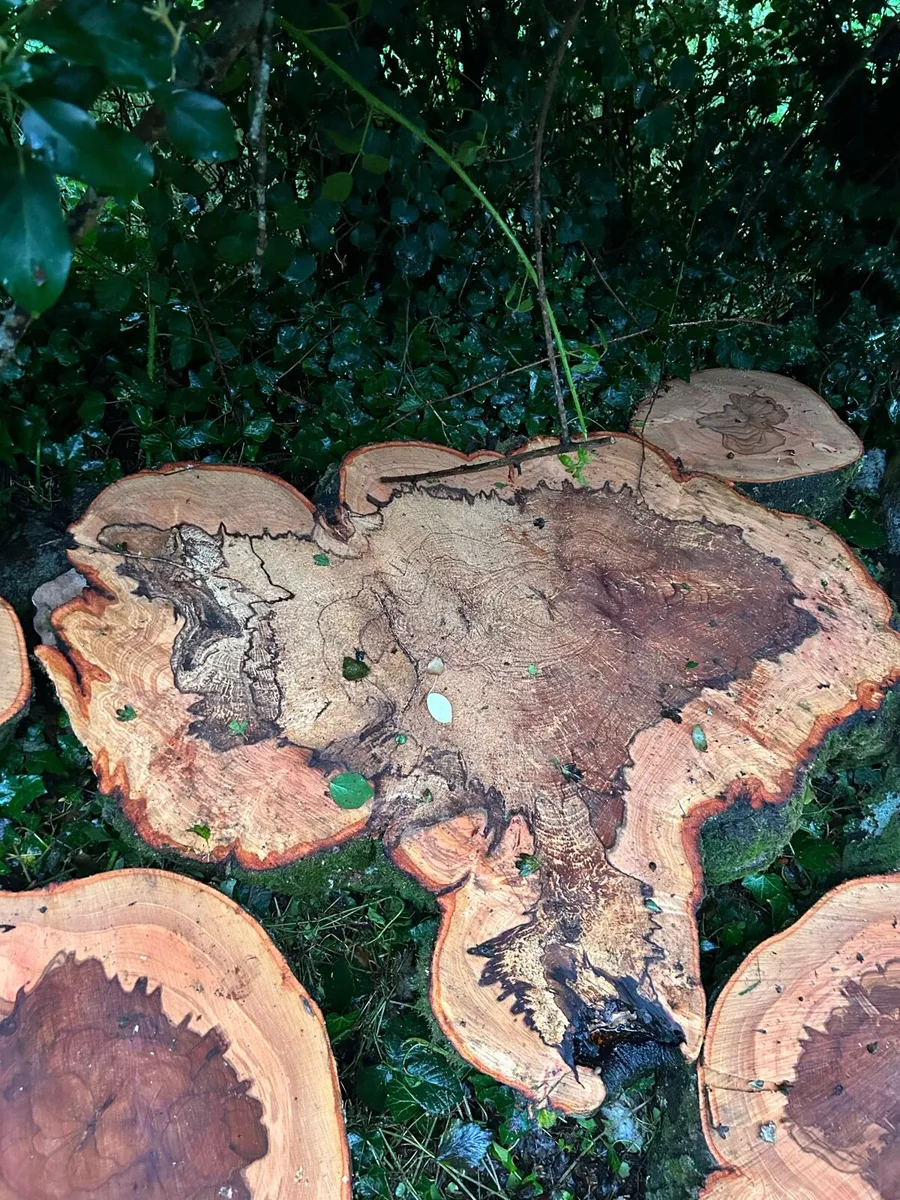 Spalted beech wood turning blanks for sale - Image 4