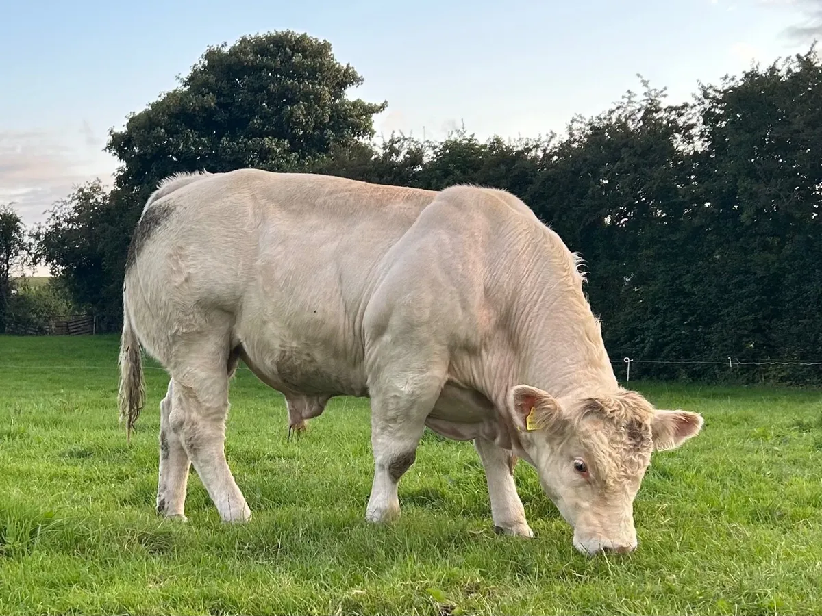 Purebred Charolais Bull - Image 1