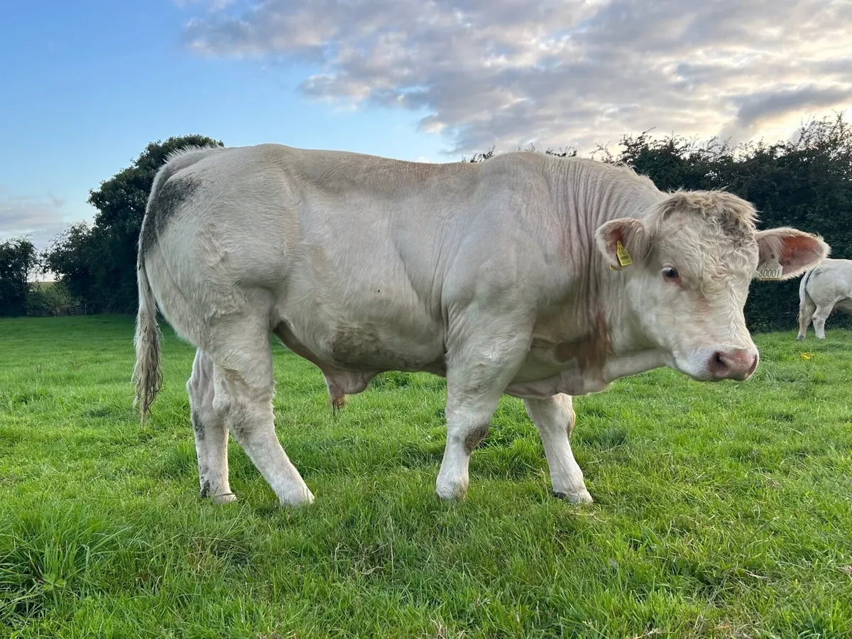 Purebred Charolais Bull - Image 3