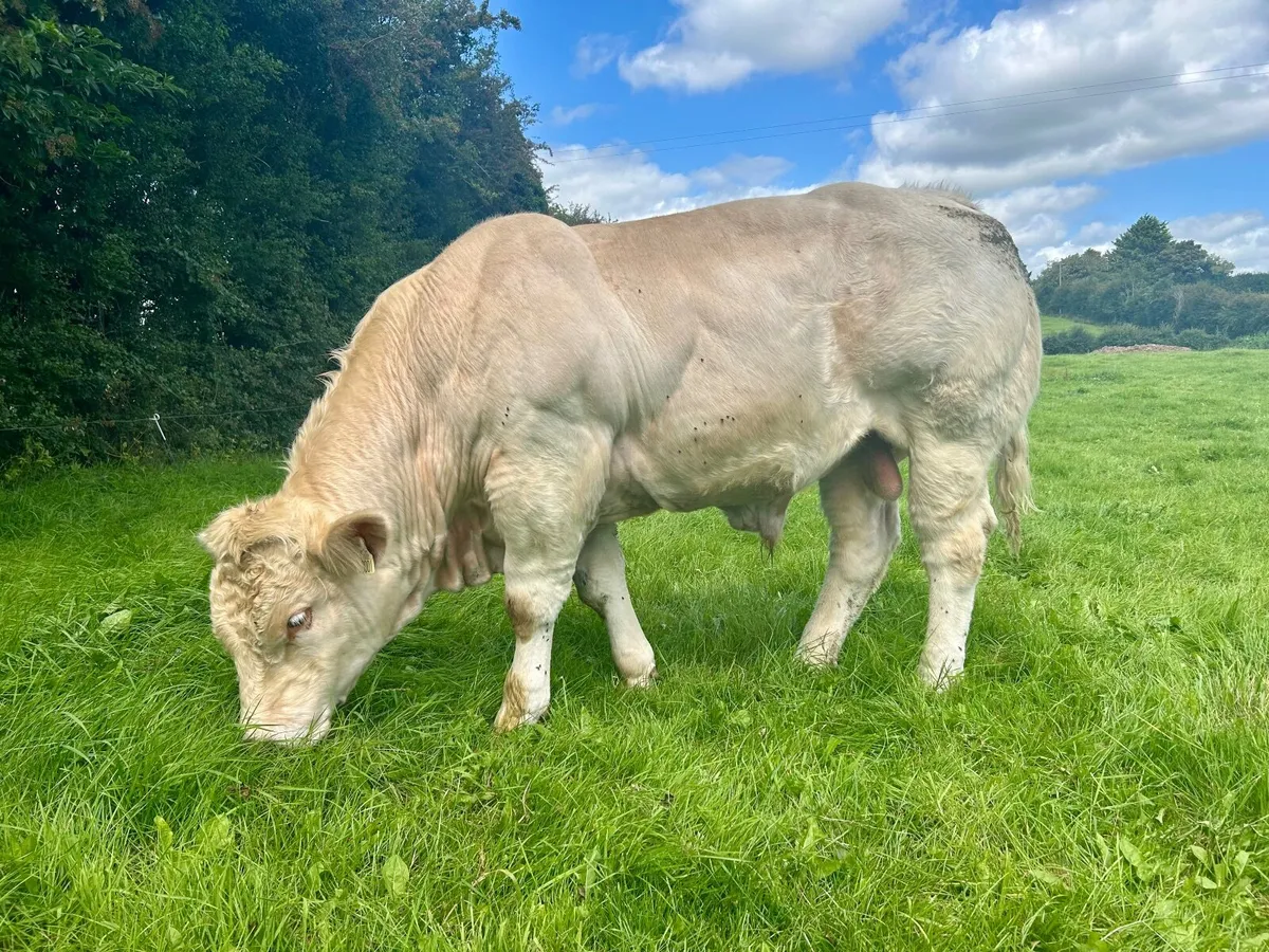 Purebred Charolais Bull - Image 4