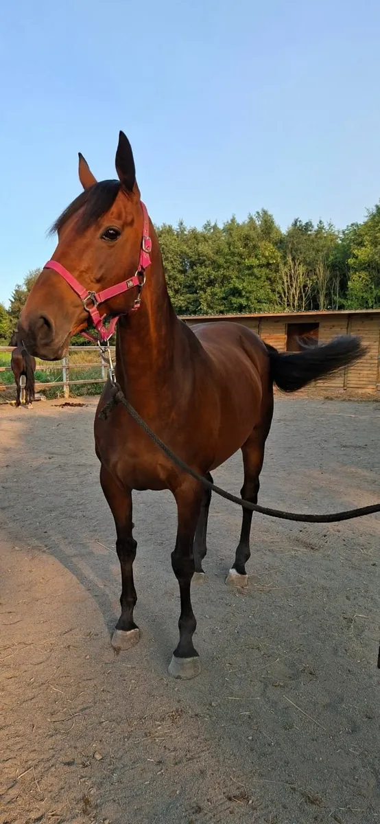Beautiful project mare - Image 3