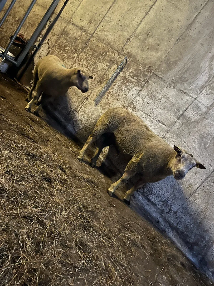 Charlollais rams purebred - Image 1