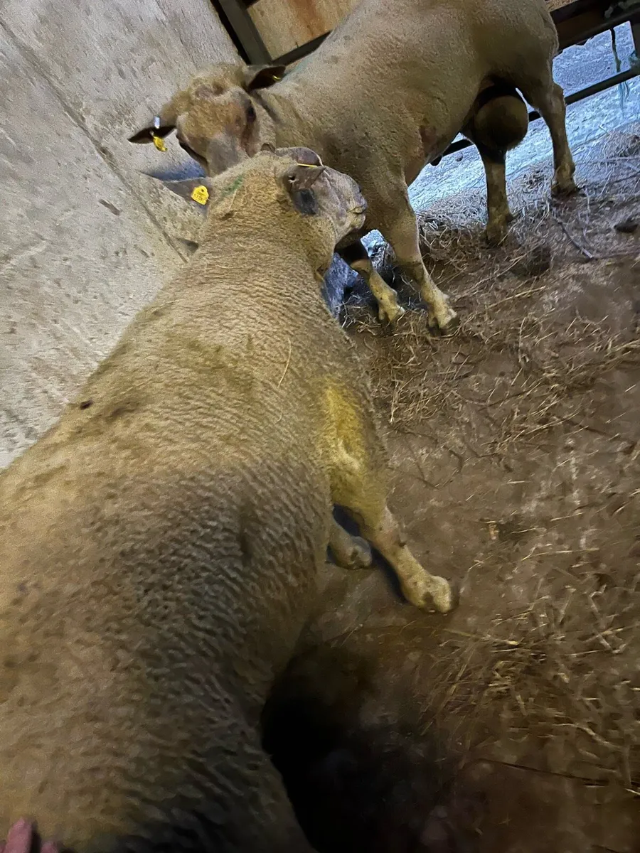 Charlollais rams purebred - Image 2
