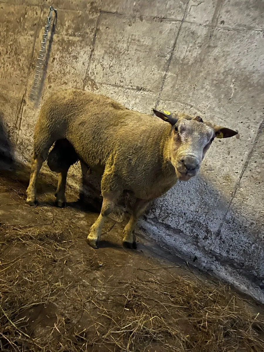 Charlollais rams purebred - Image 3