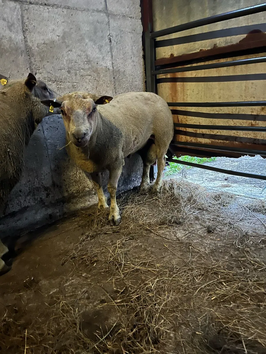 Charlollais rams purebred - Image 4