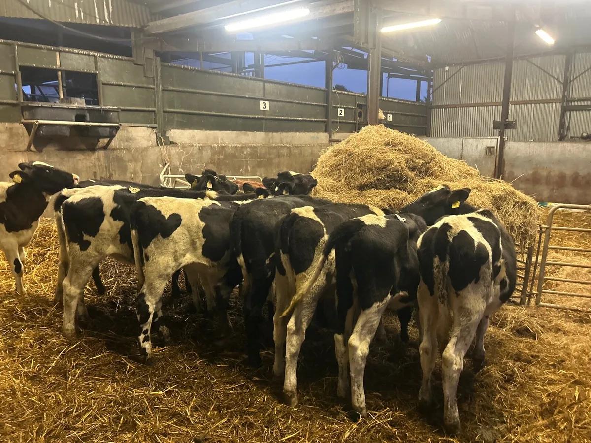 10 super Feb born high ebi heifers - Image 1