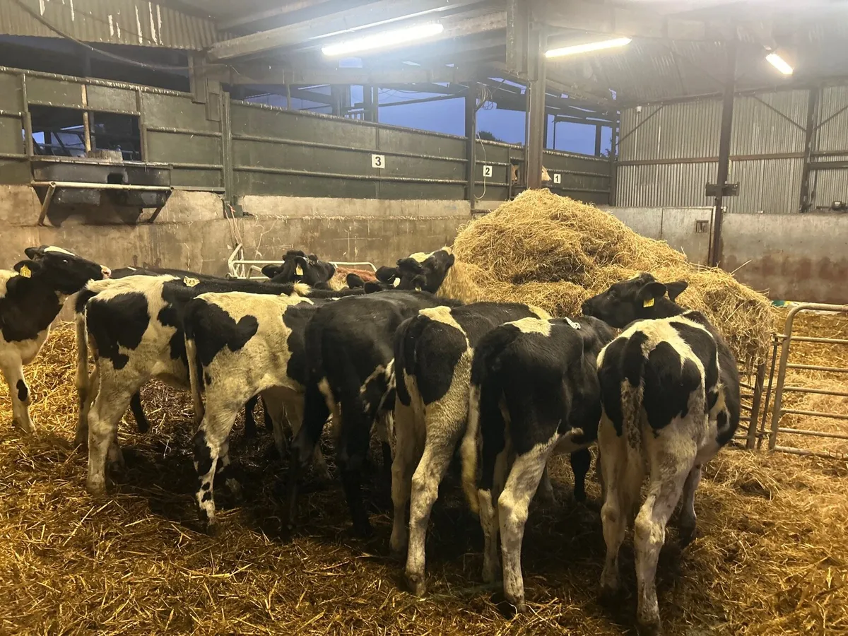 10 super Feb born high ebi heifers - Image 2