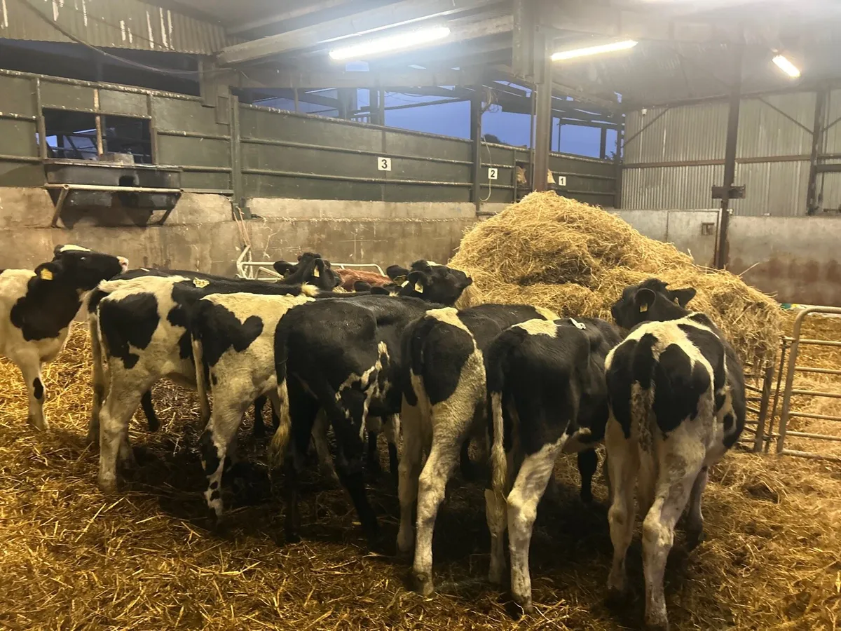 10 super Feb born high ebi heifers - Image 3