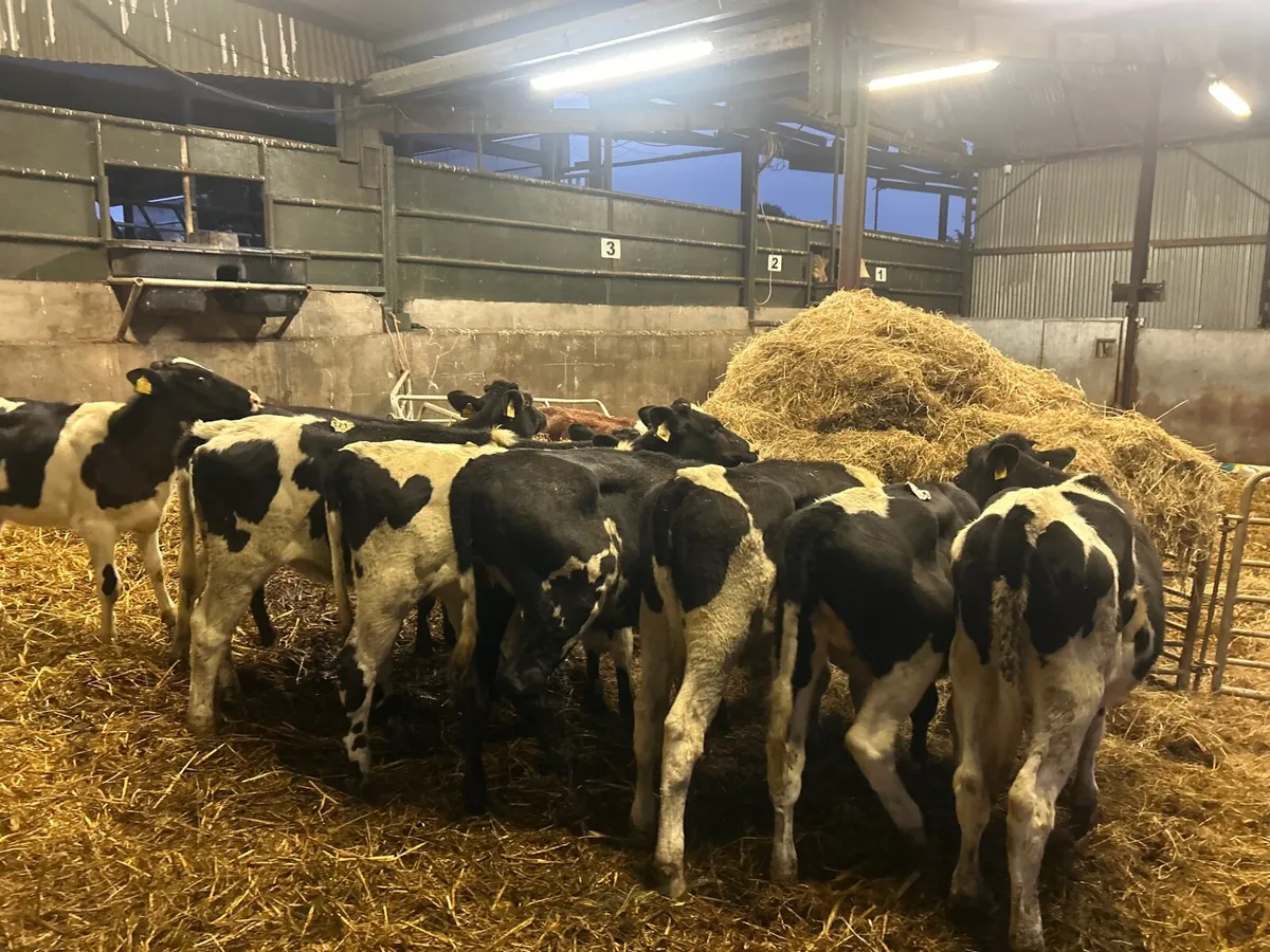 10 super Feb born high ebi heifers - Image 4