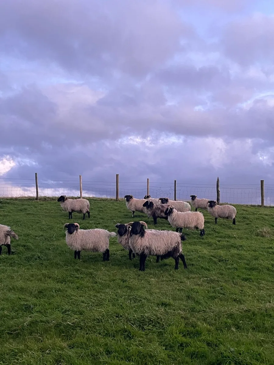 Mountain Ram Lambs - Image 1