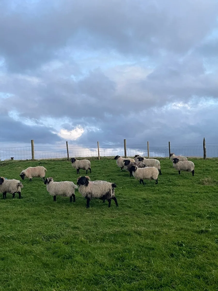 Mountain Ram Lambs - Image 2