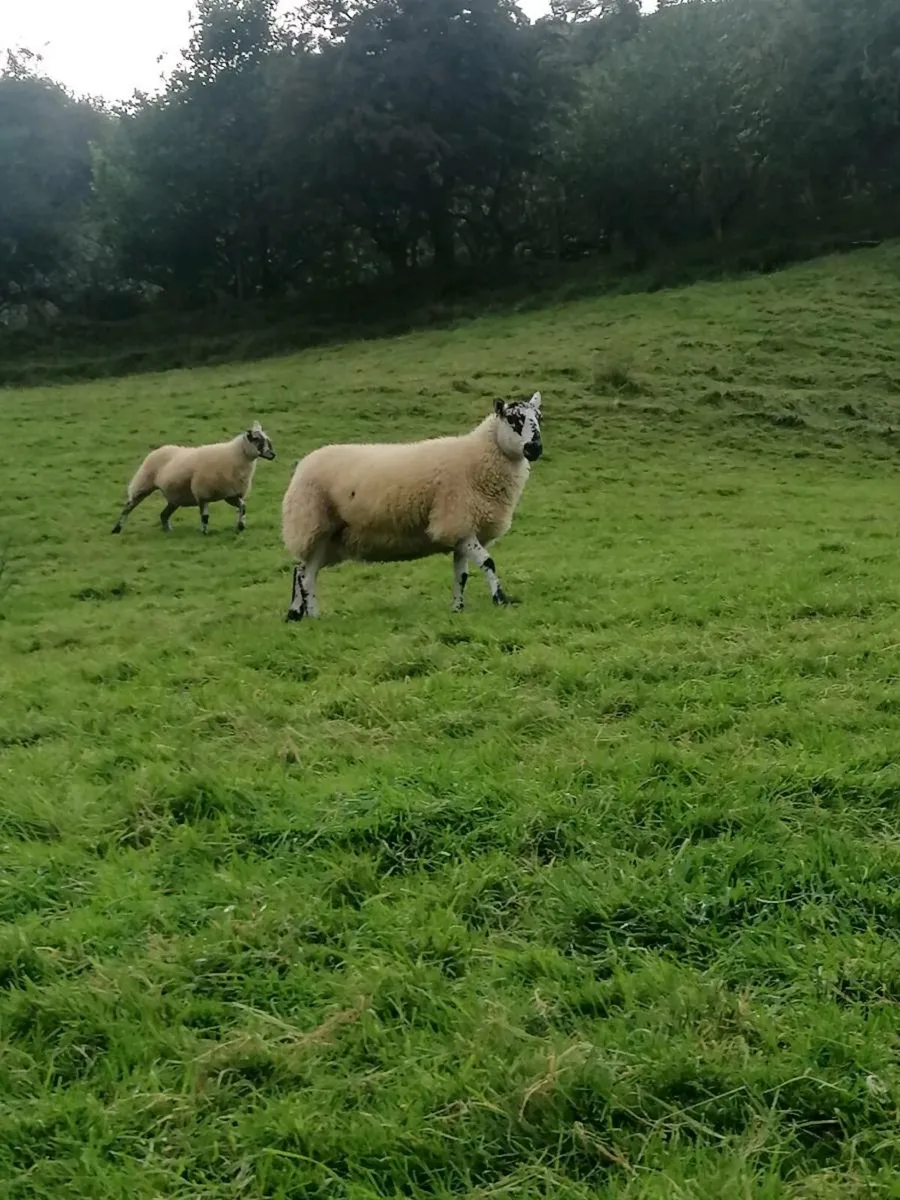 🌟Brockie Hoggets🌟 - Image 2