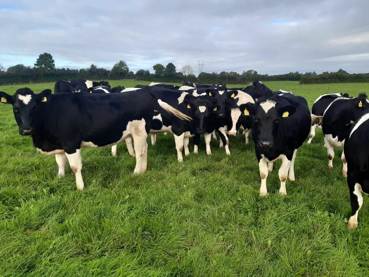 5 Pedigree Incalf British Friesian heifers - Image 1