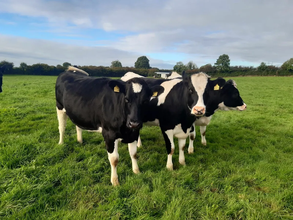 5 Pedigree Incalf British Friesian heifers - Image 2