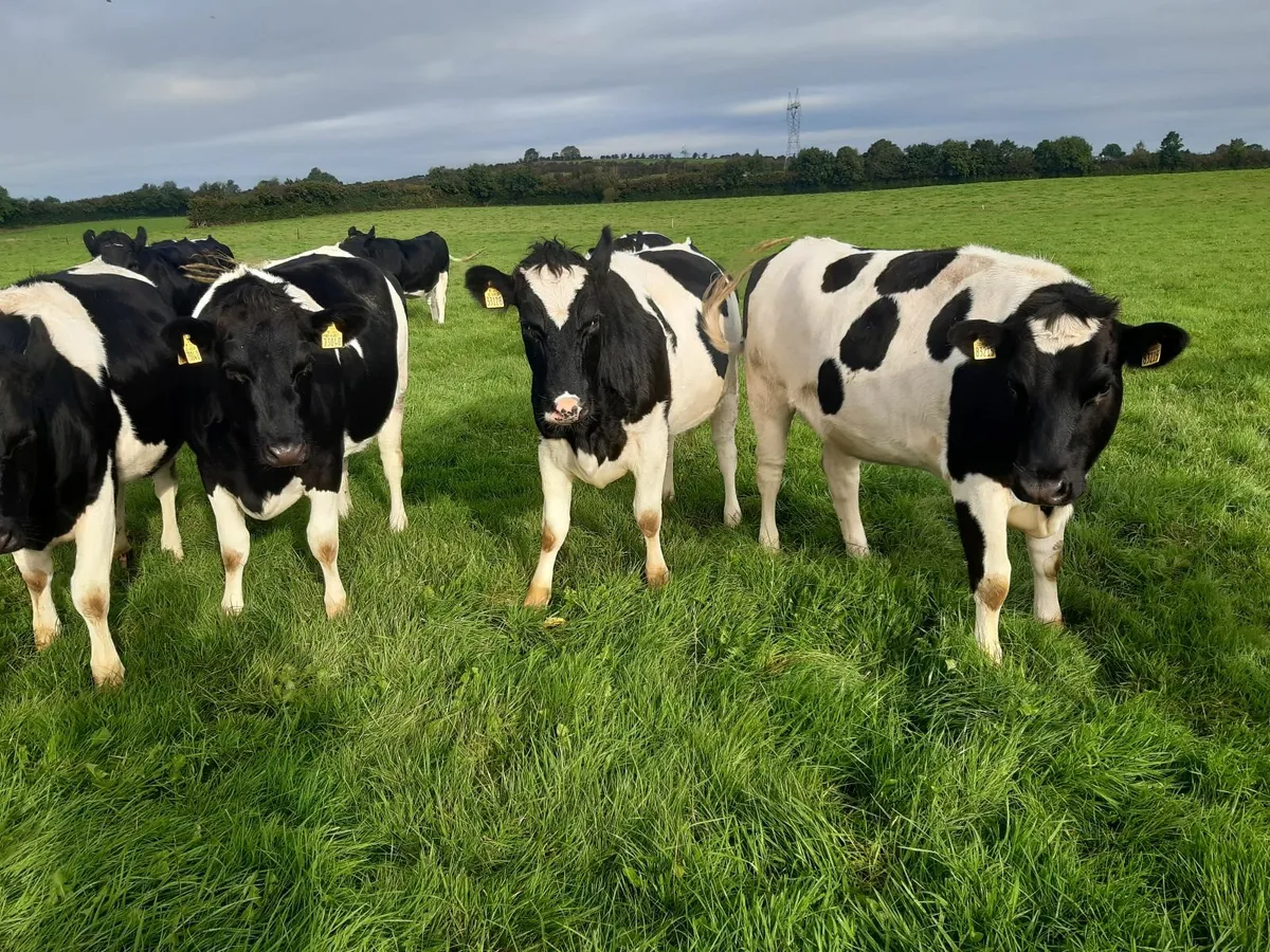 5 Pedigree Incalf British Friesian heifers - Image 3