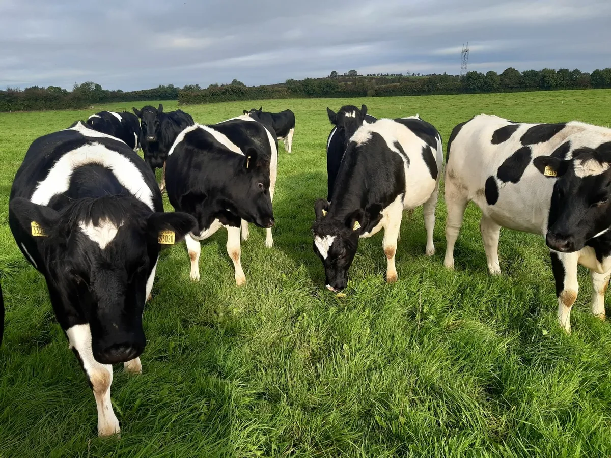 5 Pedigree Incalf British Friesian heifers - Image 4