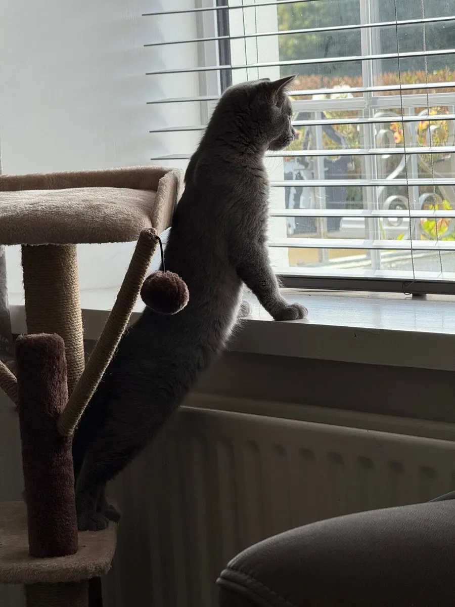 British Short Hair Kitten - Image 1