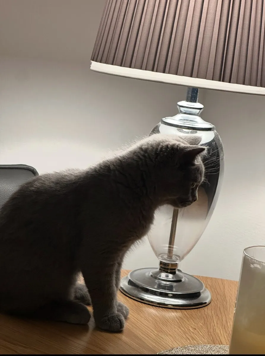 British Short Hair Kitten - Image 2