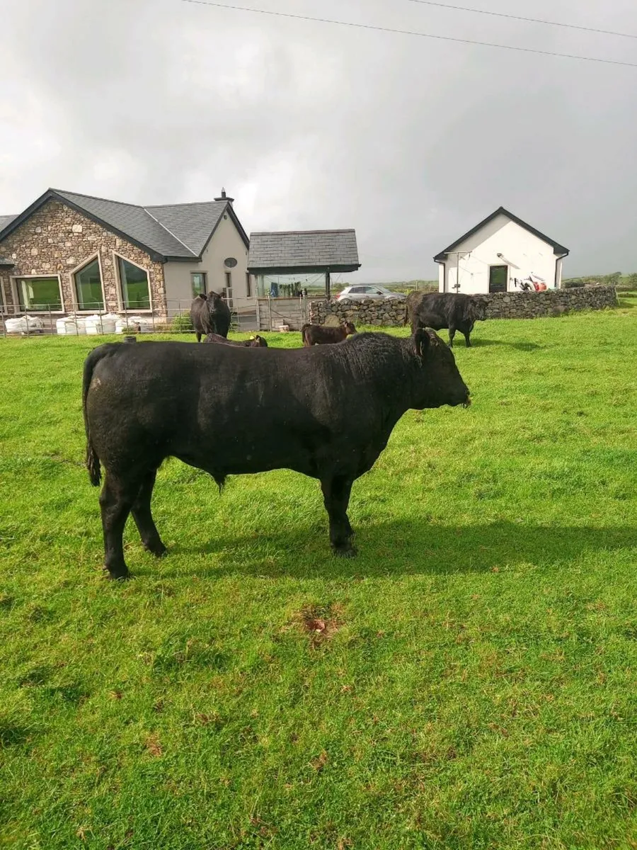 Pedigree Aberdeen Angus - Image 2
