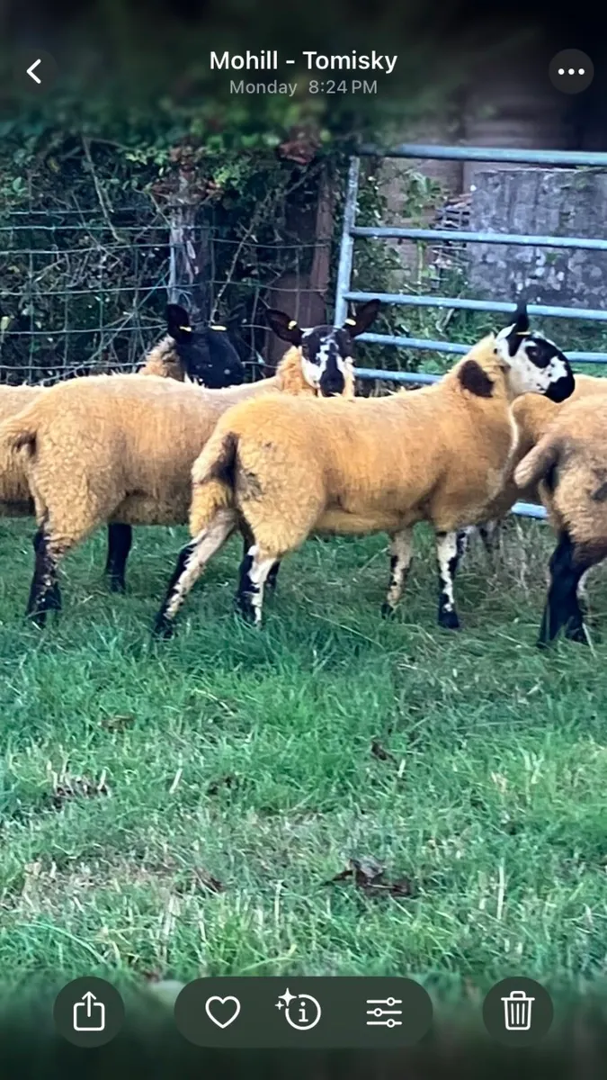 ***Milford Ewe Lambs*** - Image 1