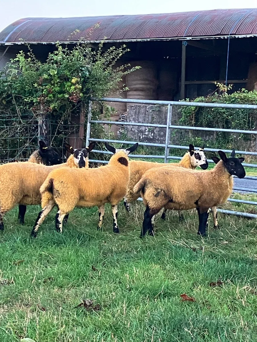 ***Milford Ewe Lambs*** - Image 2