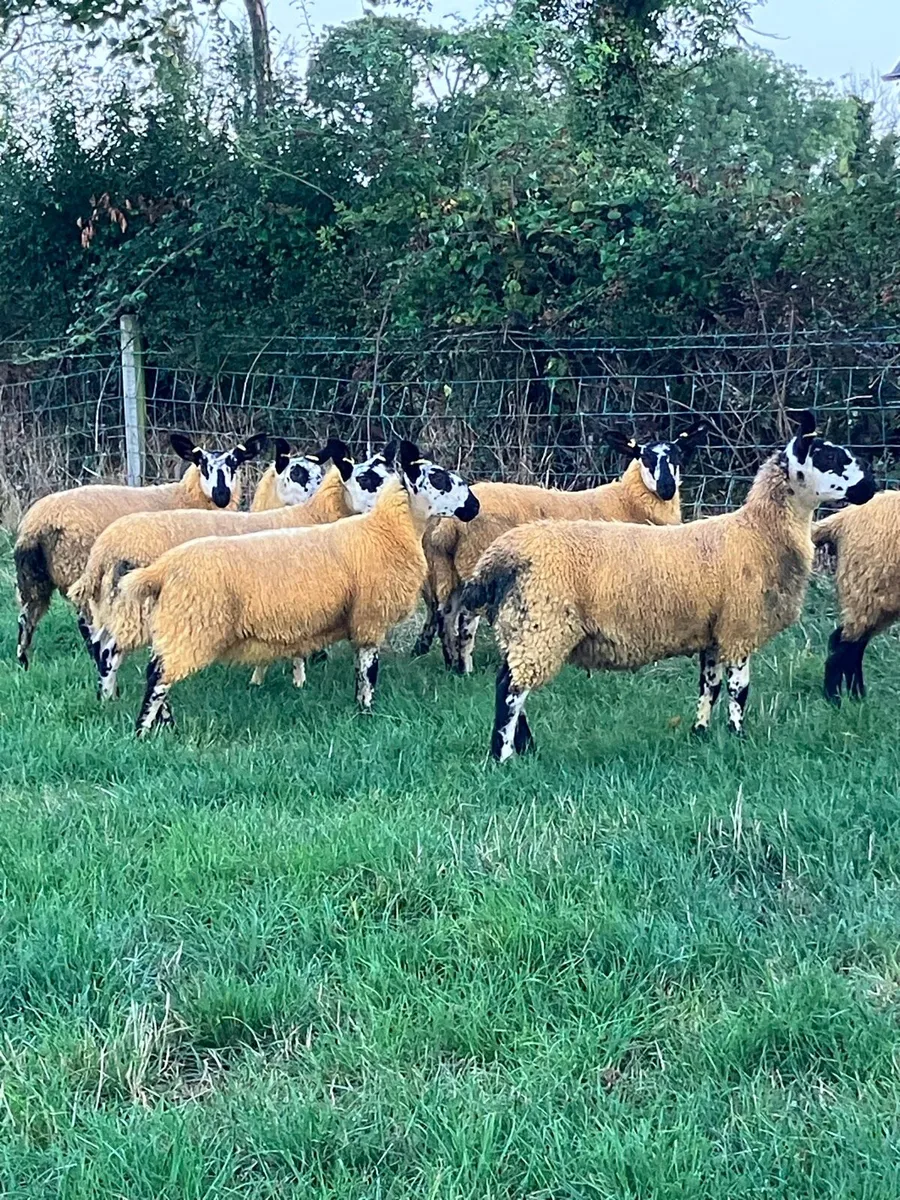 ***Milford Ewe Lambs*** - Image 3