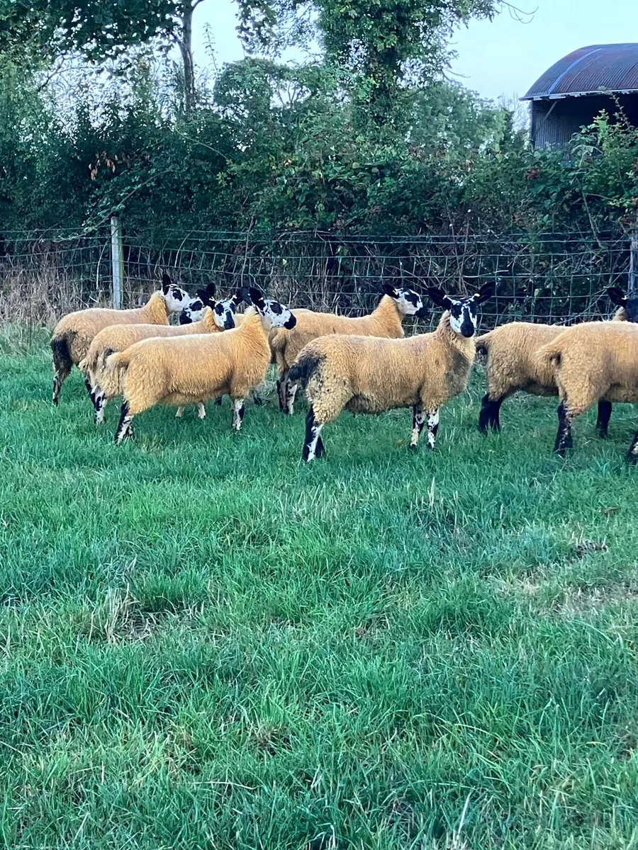 ***Milford Ewe Lambs*** - Image 4
