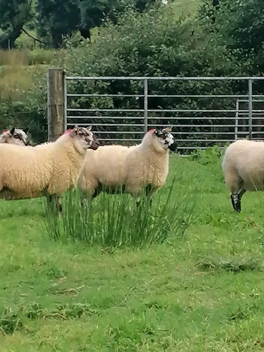 🌟Brockie Hoggets🌟 - Image 4