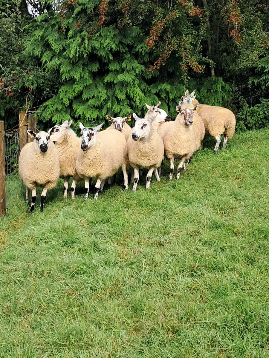🌟Brockie Hoggets🌟 - Image 1
