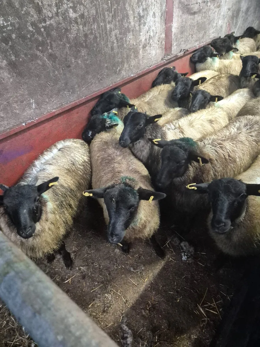 30 Ewe Lambs - Image 1