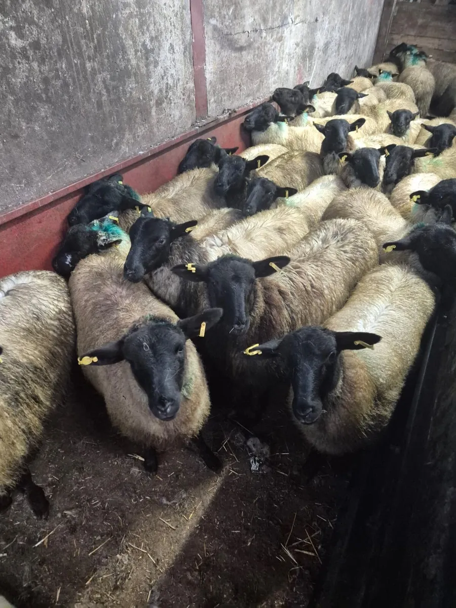 30 Ewe Lambs - Image 2