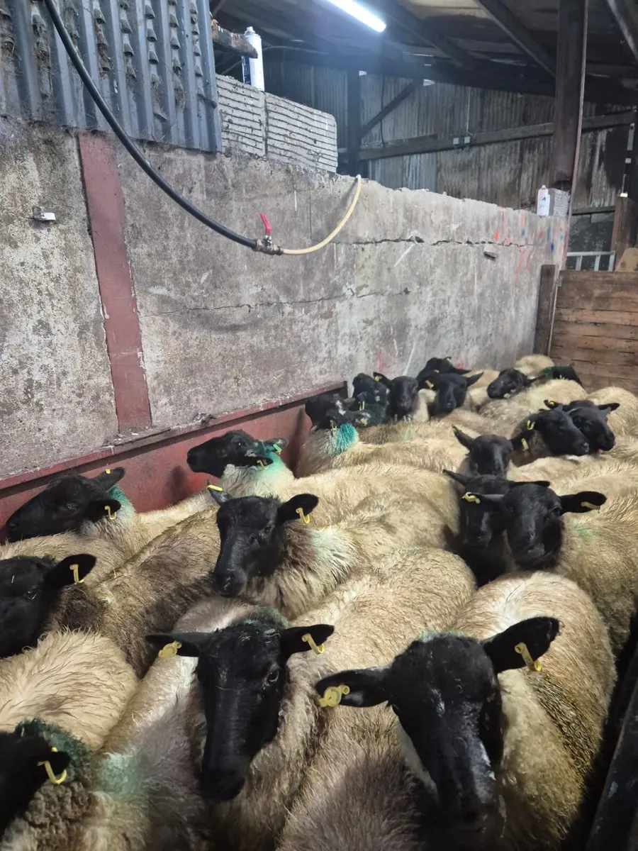 30 Ewe Lambs - Image 3