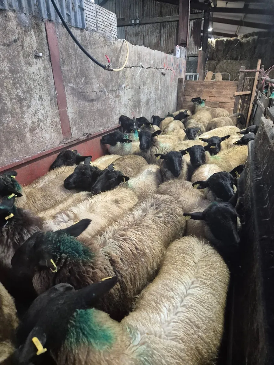 30 Ewe Lambs - Image 4