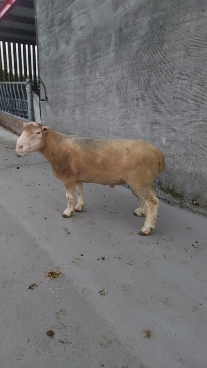 Polled Dorset ram - Image 1
