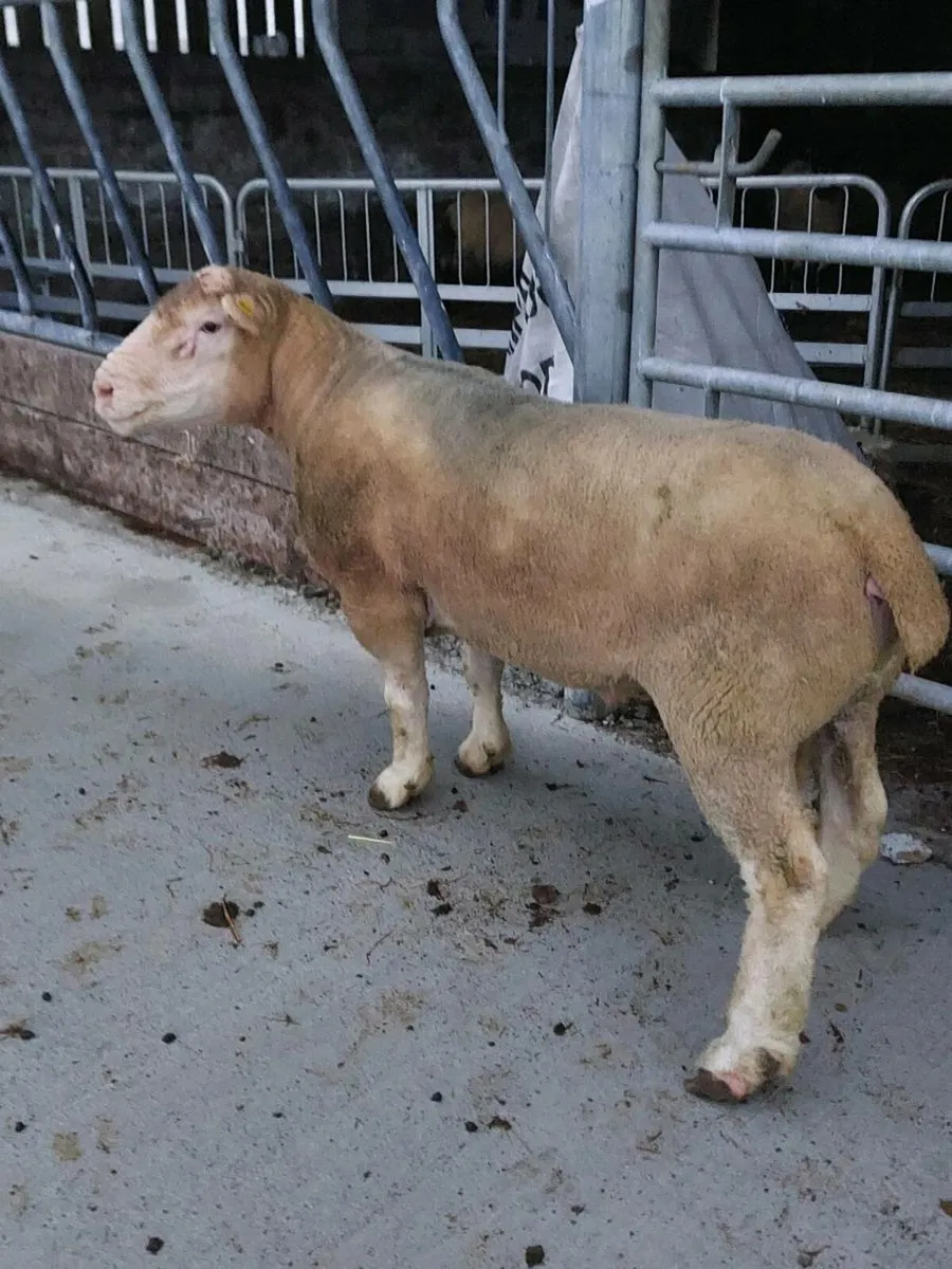 Polled Dorset ram - Image 2