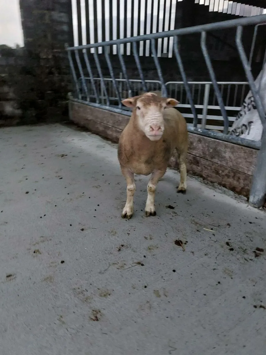 Polled Dorset ram - Image 3