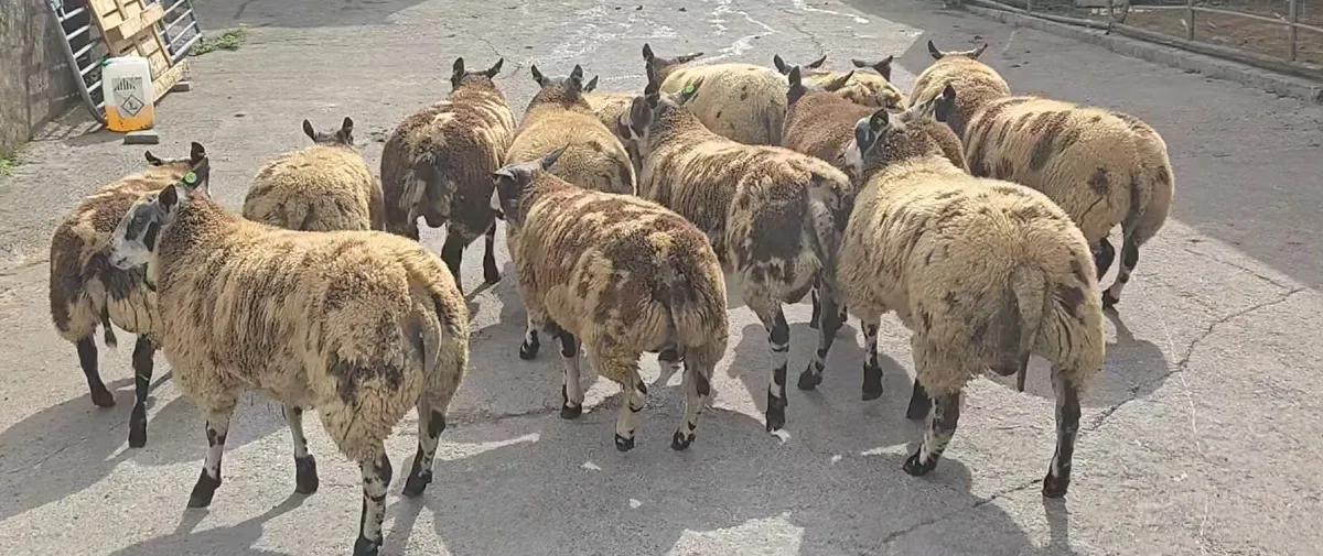 Dutch Spotted Ram Lambs - Image 1