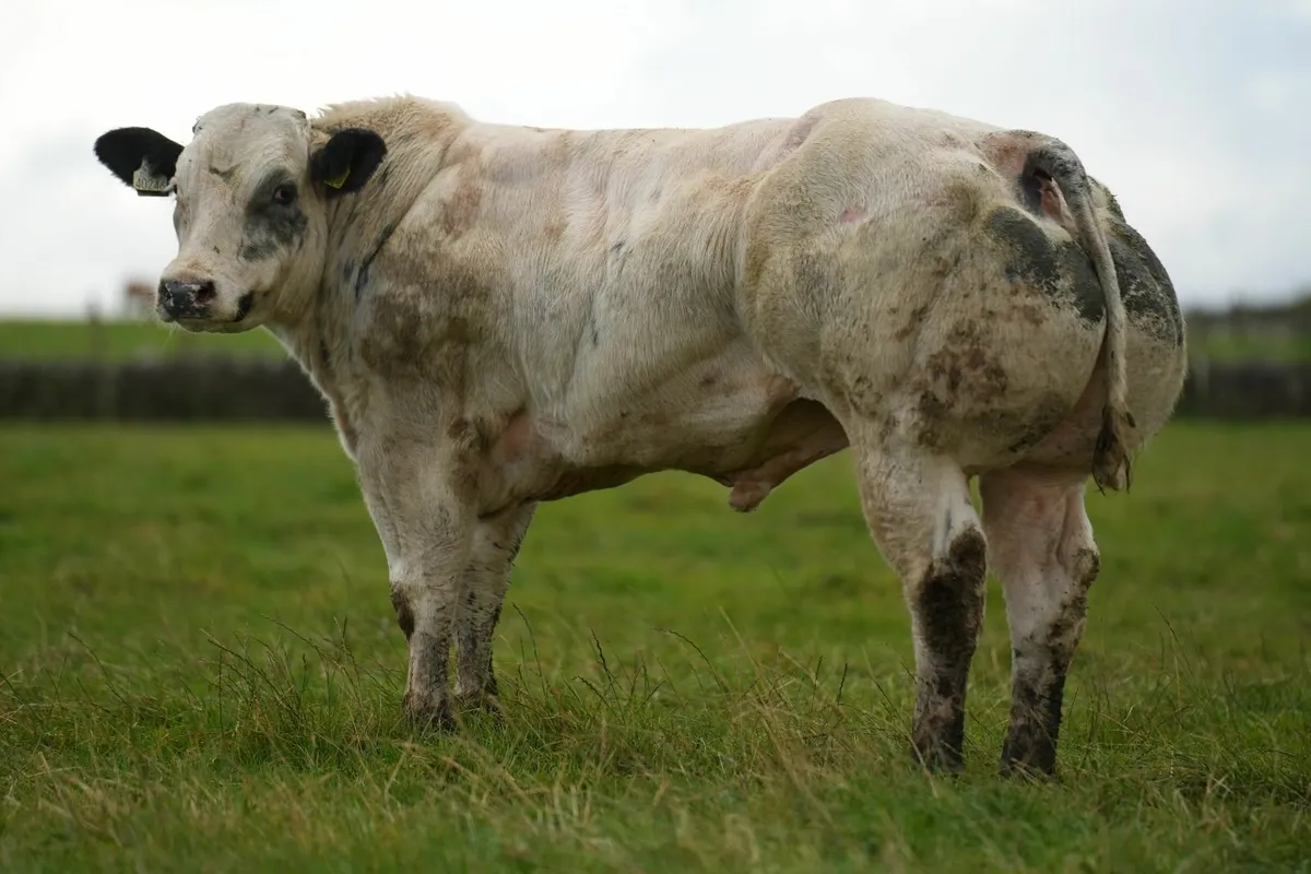 20 Exceptional Bull Weanlings - Manorhamilton mart - Image 1