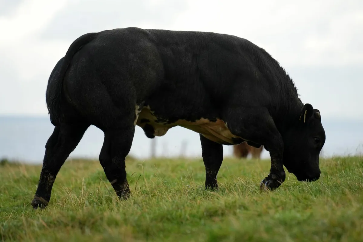 20 Exceptional Bull Weanlings - Manorhamilton mart - Image 2