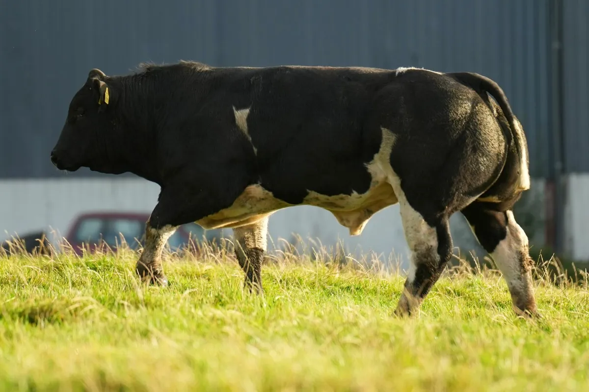 20 Exceptional Bull Weanlings - Manorhamilton mart - Image 3